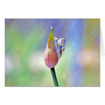 Rainbow Bloom Greeting Cards