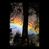 Rainbow bright behind a tree posters