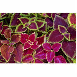 Rainbow coleus photo cut outs