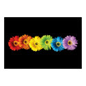 Rainbow Daisies posters by rainbowthree Rainbow Daisies posters