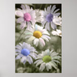 Rainbow Daisies Poster Print