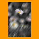 Rainbow Daisy Poster Print