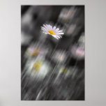 Rainbow Daisy Poster Print