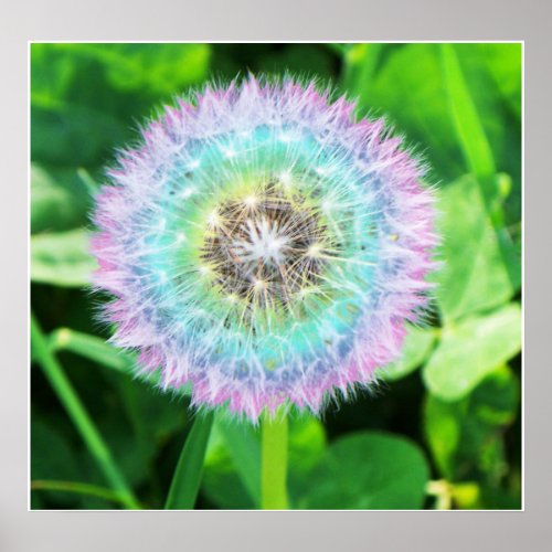 Rainbow Dandelion Print print