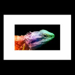 Rainbow Dragon posters