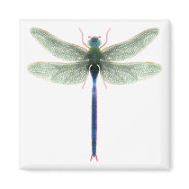Rainbow Dragonfly Square Magnet