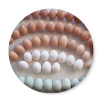 Rainbow Eggs for Rare Breed Hens Refrigerator Magnet