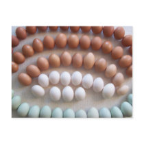 Rainbow Eggs for Rare Breed Hens Postcards