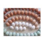Rainbow Eggs for Rare Breed Hens Postcards