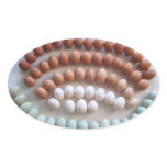 Rainbow Eggs for Rare Breed Hens Sticker