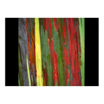 Rainbow Eucalyptus-1 posters