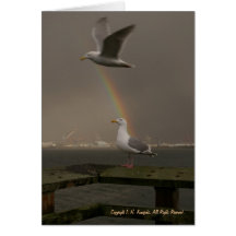 Rainbow Gulls Greeting Cards