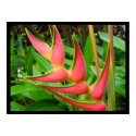 Rainbow Heliconia Flower Poster Prints