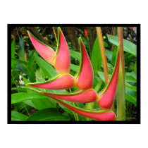 Rainbow Heliconia Flower Poster Prints