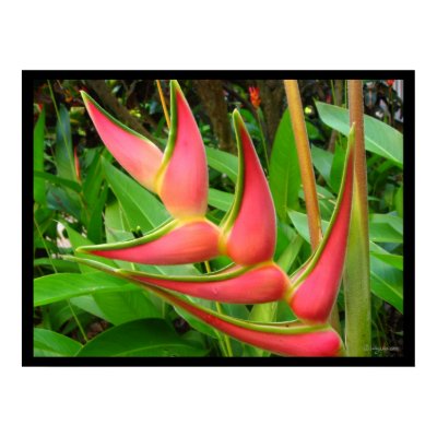 Rainbow Heliconia Flower Poster Prints by naturalilly
