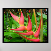 Rainbow Heliconia Flower Poster Prints