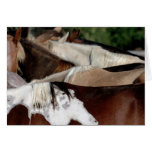 Rainbow Horses Card