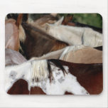Rainbow Horses Mousepads