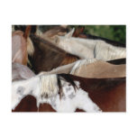 Rainbow Horses Post Cards
