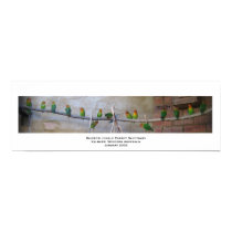 Rainbow Jungle Parrot Sanctuary posters