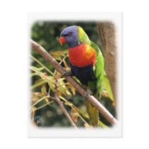 Rainbow Lorikeet 9Y209D-058 postcards
