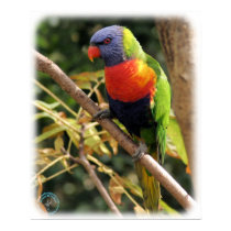 Rainbow Lorikeet 9Y209D-058 posters by TraffordPhotos Rainbow Lorikeet 9Y209D-058 posters