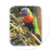Rainbow Lorikeet 9Y209D-058 stickers