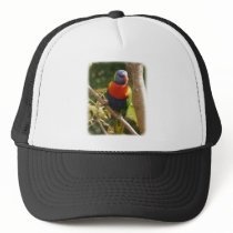 Rainbow Lorikeet 9Y209D-061 hats