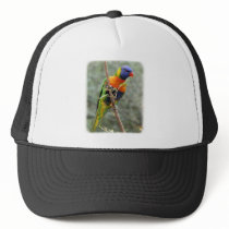 Rainbow Lorikeet 9Y209D-157 hats