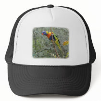 Rainbow Lorikeet 9Y209D-159 hats