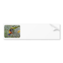 Rainbow Lorikeet 9Y209D-167 bumper stickers
