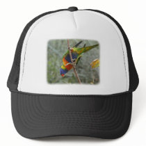 Rainbow Lorikeet 9Y209D-167 hats