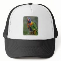 Rainbow Lorikeet 9Y209D-177 hats