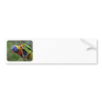 Rainbow Lorikeet 9Y209D-178 bumper stickers