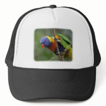 Rainbow Lorikeet 9Y209D-178 hats