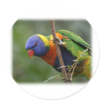 Rainbow Lorikeet 9Y209D-178 stickers