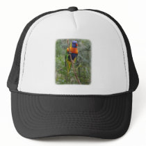 Rainbow Lorikeet 9Y209D-179 hats