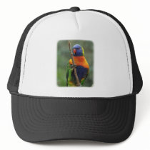 Rainbow Lorikeet 9Y209D-181 hats