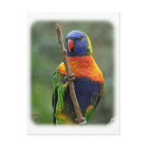 Rainbow Lorikeet 9Y209D-181 postcards
