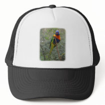 Rainbow Lorikeet 9Y209D-189 hats