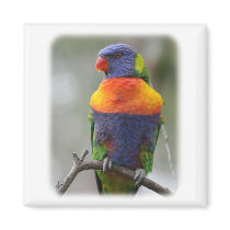 Rainbow Lorikeet 9Y543D-050 magnets
