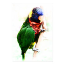 Rainbow Lorikeet Art Poster posters