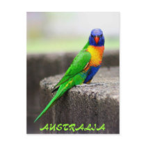 Rainbow Lorikeet, AUSTRALIA Postcard