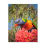 Rainbow Lorikeet, Australia Post Card