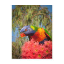 Rainbow Lorikeet, Australia Post Card