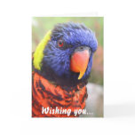 Rainbow Lorikeet Birthday Card