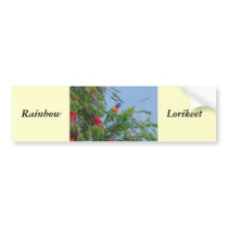 Rainbow Lorikeet bumper stickers