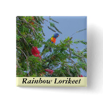 Rainbow Lorikeet buttons