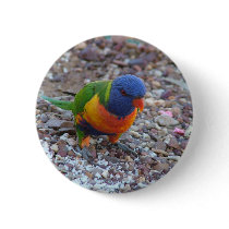 Rainbow Lorikeet buttons
