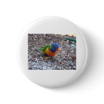 Rainbow Lorikeet buttons